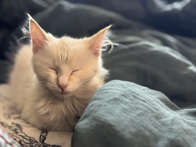 Nap